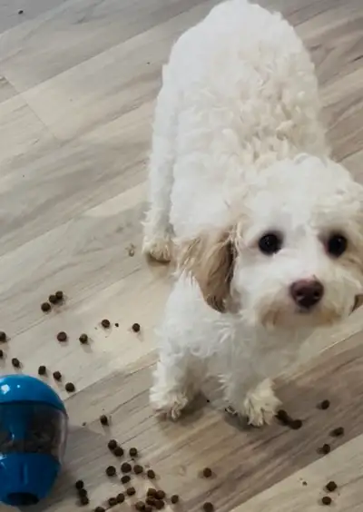 CHIENS MILIEU FAMILIAL Nous cherchons des familles sérieuses et aimantes pour chiens exceptionnels....