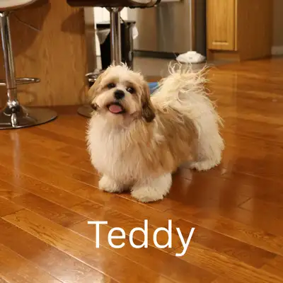 Bichon Shitzu Puppies, View more