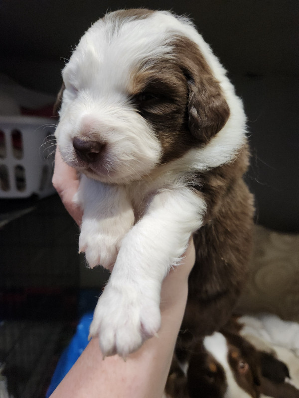 Beautiful Australian shepherd puppies in Dogs & Puppies for Rehoming in Whitehorse - Image 3
