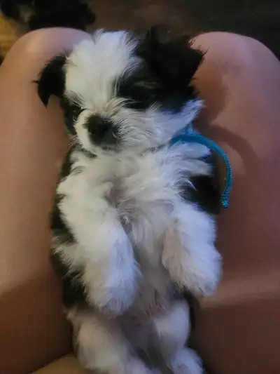 Shih Tzu/Pug/Terrier Puppies, View more