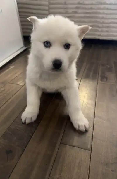 Ready Today: Siberian Husky Puppies, View more