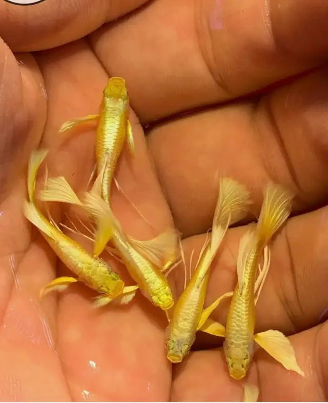 Full Gold Ribbon Fin Guppies – Long Fin  ✨