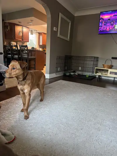 Lab Sheperd mix Under 10 months old!, View more