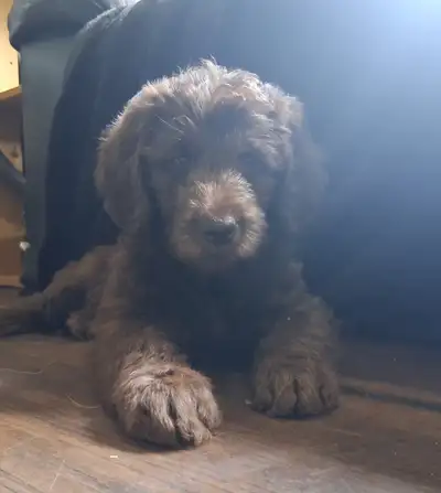 Choco's a sweet best friend. One puppy available : ), View more