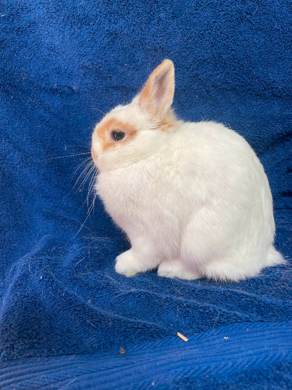 EXTRAORDINARY Netherland dwarf, Mini Rex, Holland lop, Lionhead in Small Animals for Rehoming in Kingston - Image 2