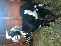 MILKING GOAT NUBIAN with KID