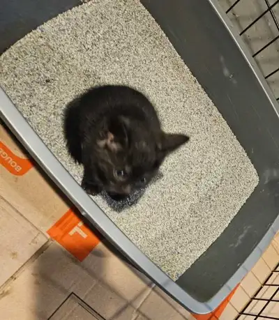 ♡Kittens♡, View more