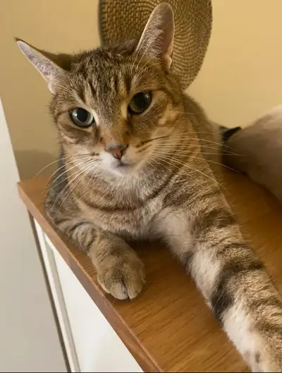 URGENT REHOMING OF CAT, View more