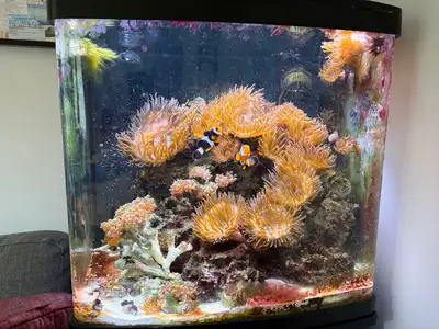 BioCube 32 gal reef tank w LED lights stand clownfish live rock, View more