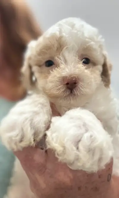 ONLY 2 left!! Gorgeous petite mini female goldendoodle puppies. Born Easter Sunday April 20/25 Pups...