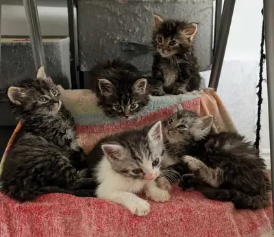Tous des femelles sauf celui avec du blanc Prêt a être réserver seulement Frais d'adoption couvrant...