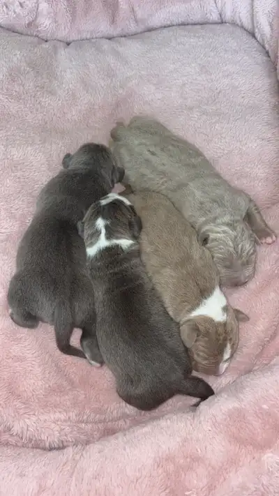 We have a beautiful litter from top-quality, registered purebred parents (CBKC/ABKC/UKC). Mom and Da...