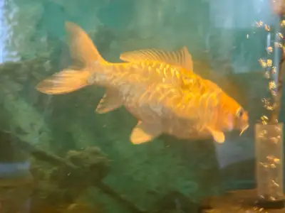 Koi fish for sale 2 and half years old Orange and white color Bring your own bucket 8 inches long
