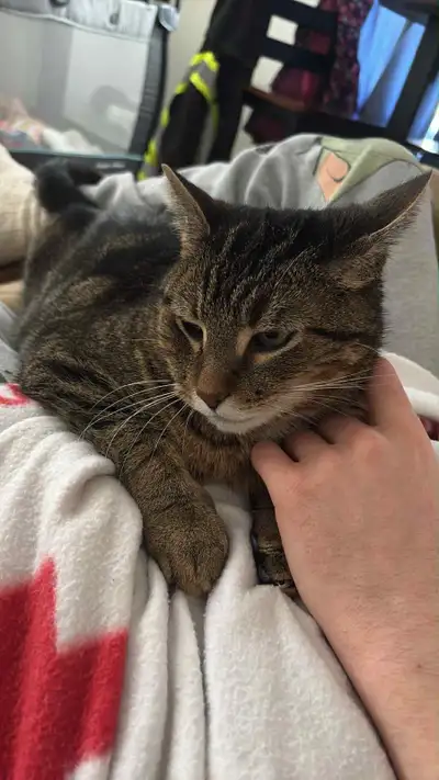 Wonderful friendly cat if interested will send pics. He’s fixed and a joy to be around