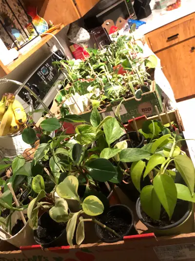 17 cherry crescent Friday June 13th 3-7pm Saturday June 14th 10am-5pm Lots of indoor plants ! Aquari...