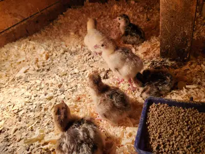 turkey chicks, View more