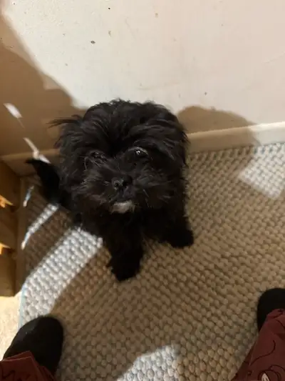 Shih Tzu x Caniche Miniature, View more