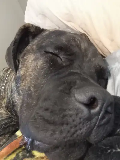 Cane corso male, Voir plus