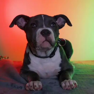 Beautiful Puppy Looking for Forever Home, View more