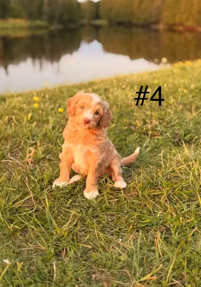 Mini Aussiedoodle puppies, View more