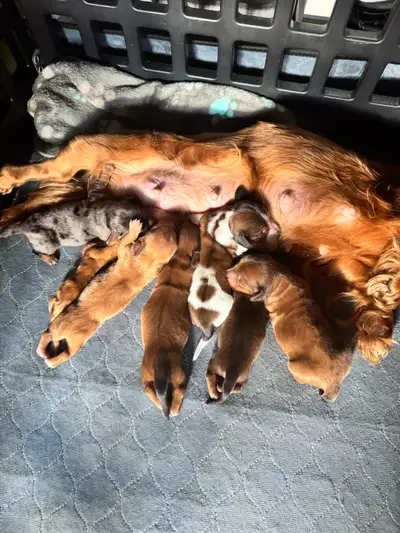 Teckel miniature poil long, View more