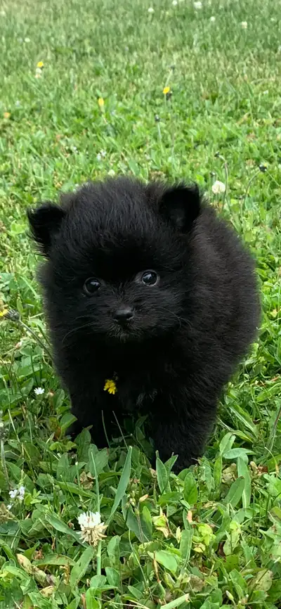 Poméranien Pur née 16 avril 2025, petite et toute noir, parent ,mère bleu merle ,7 .8 lb ,,père roux...
