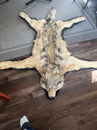 Wolf skin rug