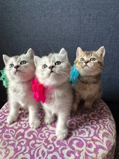 British Shorthair chaton, View more