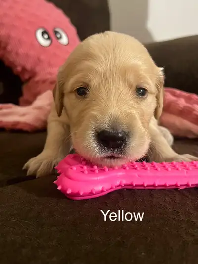 Adorable Golden Retrievers puppies ready for the new forever homes on July 19th, 2025 4 females : pi...