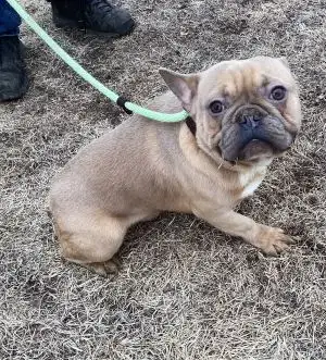 French Bulldog in Dogs & Puppies for Rehoming in Edmonton - Image 4