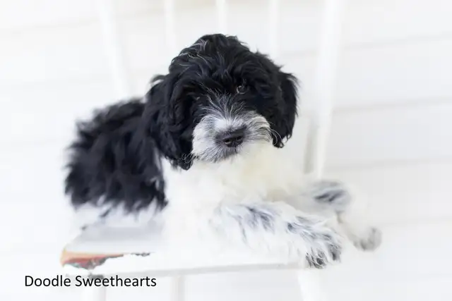 Labradoodle Puppies, Medium Size in Dogs & Puppies for Rehoming in Kitchener / Waterloo - Image 10