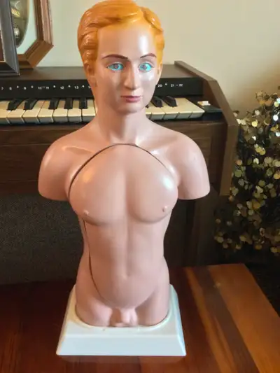 Vintage 1990’s Human Male Anatomical Model Tabletop Removable Internal Organs …..14 Parts Look for I...