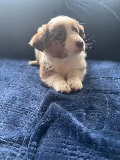 mini aussie puppies with blue eyes!, View more