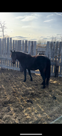 Highly bred AQHA stallion up for stud