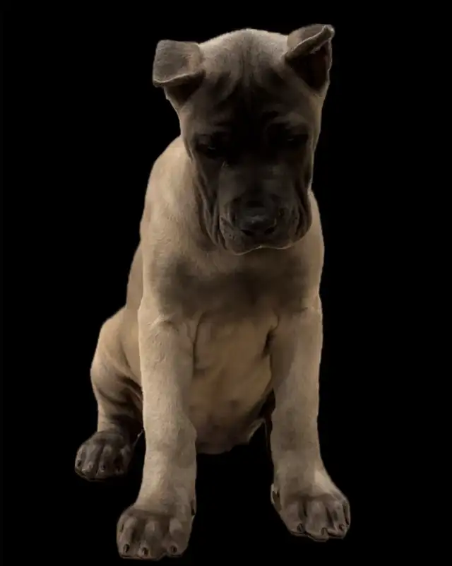 Wolfe Creek Kennels- Now accepting families  in Dogs & Puppies for Rehoming in Brantford - Image 10