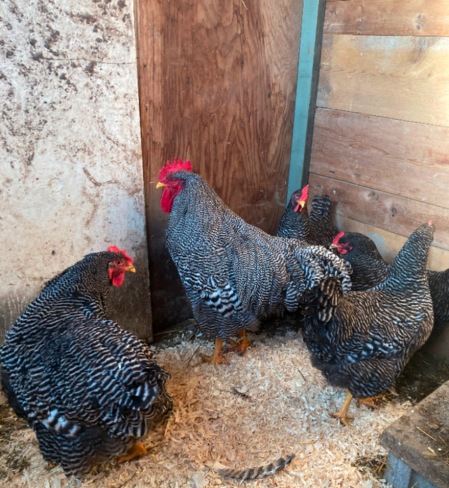 Oeufs fécondés de Plymouth rock barrée dans Animaux de ferme  à Ville de Québec