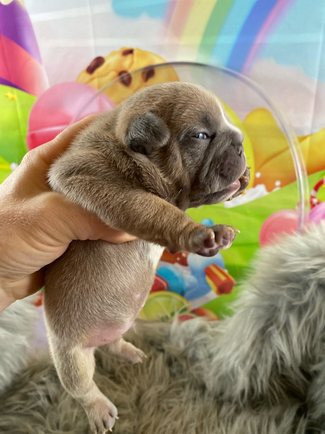  French exotic  Bulldog  Puppies available in Dogs & Puppies for Rehoming in Winnipeg