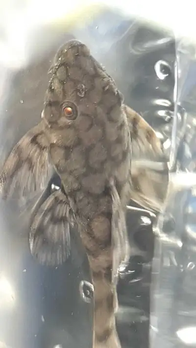 L519 bristlenose , View more