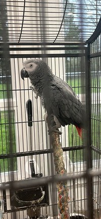 African Grey parrot for sale 