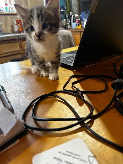 kitten to rehome, View more