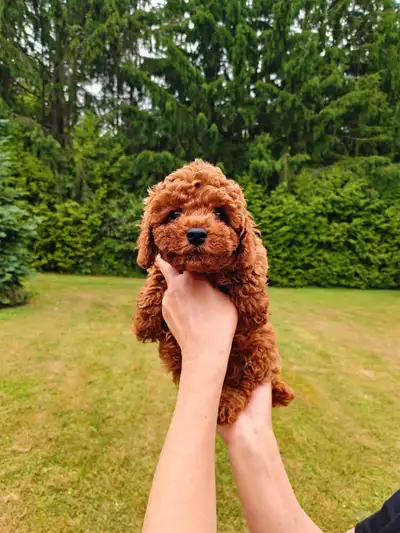 dark red toy poodle puppies, View more
