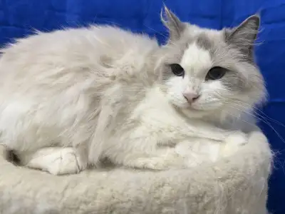 WOW! FIVE TICA REGISTERED PUREBRED RAGDOLLS - SPAYED FEMALES!!, View more