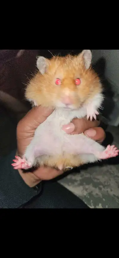 Hamster For Rehome & Sale , View more