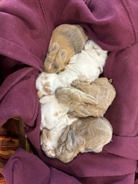 Mini Rex Holland, lop, adorable, baby bunnies 