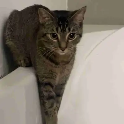 cat for sale, View more