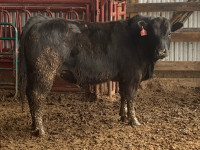 Purebred Limousin bulls
