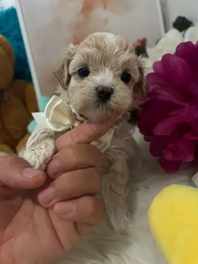 so beautiful Toy Maltipoo puppies (poodle/maltsee ), View more