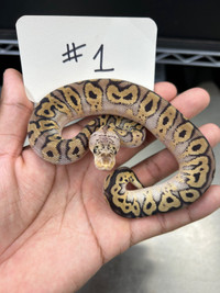 Pastel Mahogany Clown Ball Python Sale List