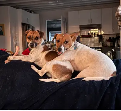 Jack Russell terrier (couple), View more