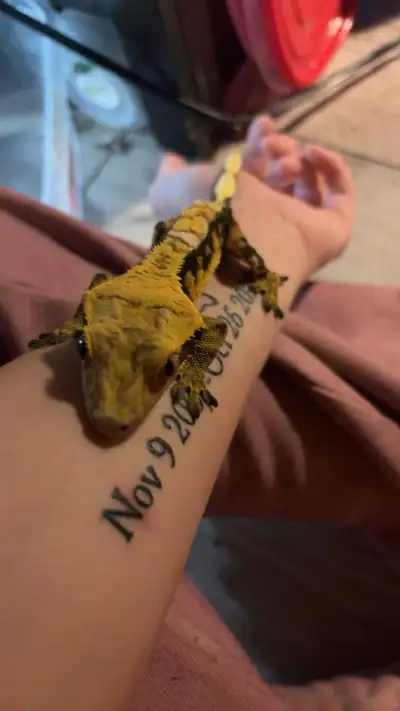 Crested Gecko, View more